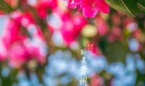 麻豆 杜鹃,探寻自然之美与生命奇迹