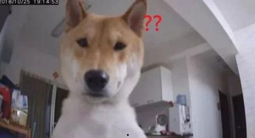 娱乐吃瓜酱监控小狗,小狗日常萌态大曝光！